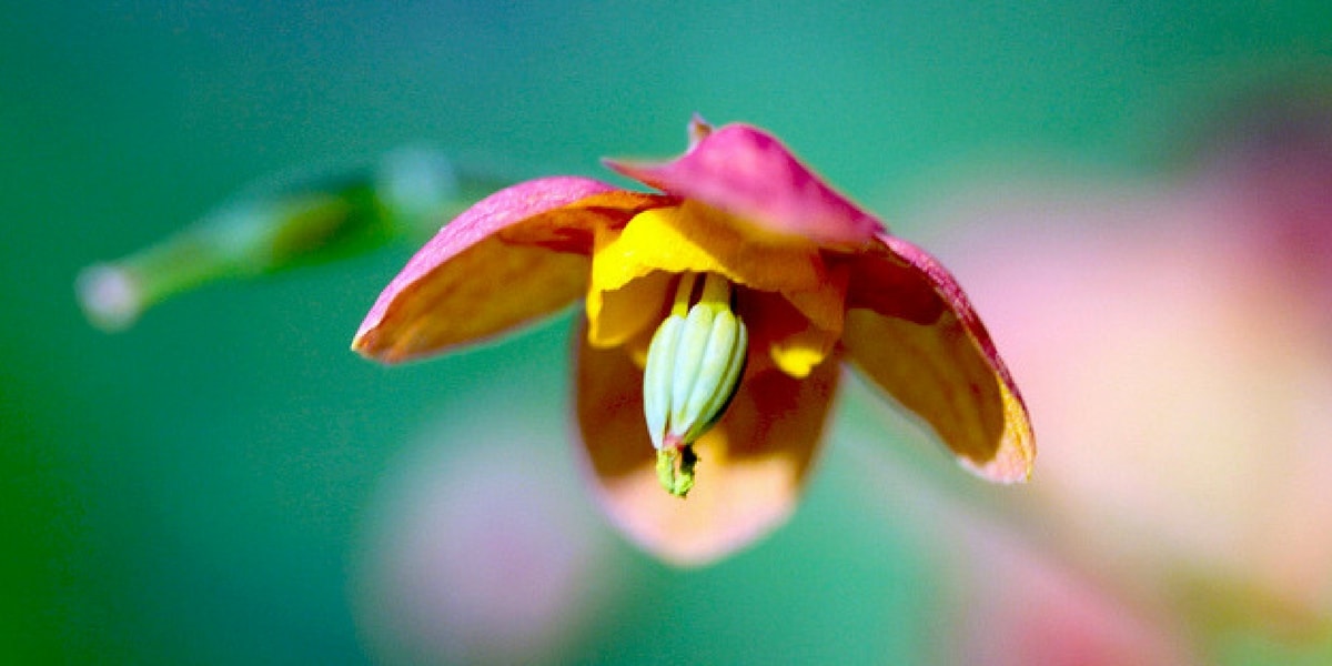 Azgın Teke Otu (Keşişkülahı) Nasıl Kullanılır?