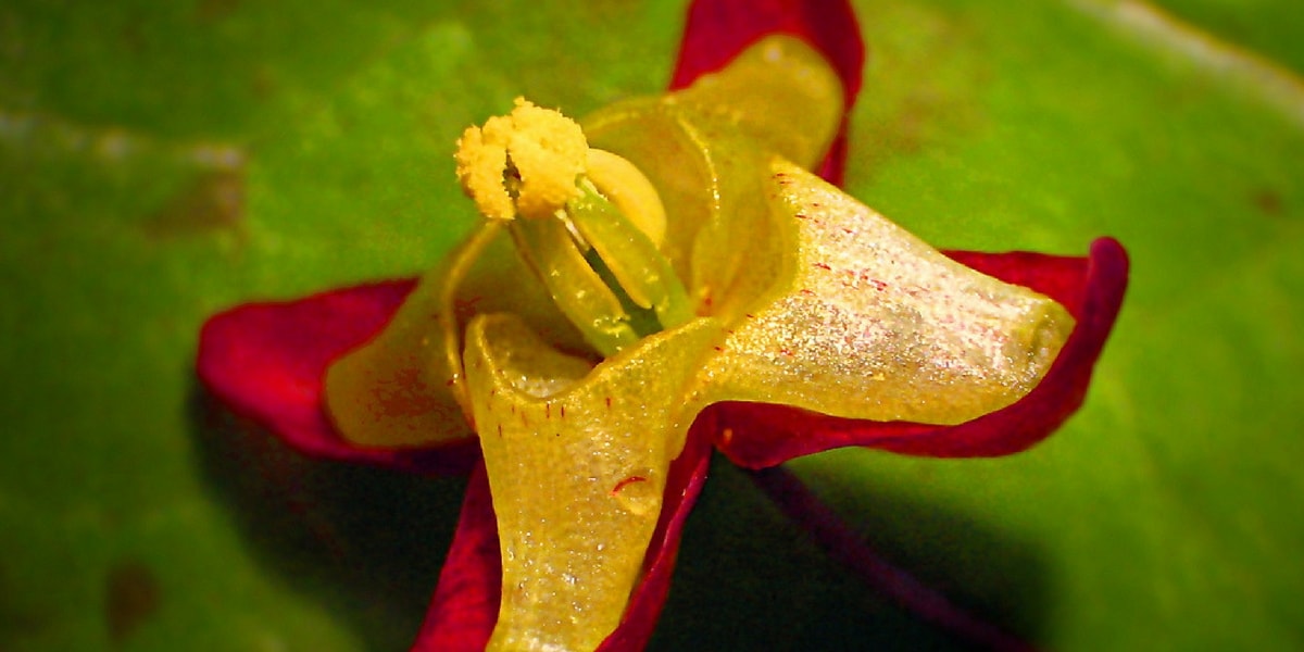 Azgın Teke Otu (Keşişkülahı) Nedir?
