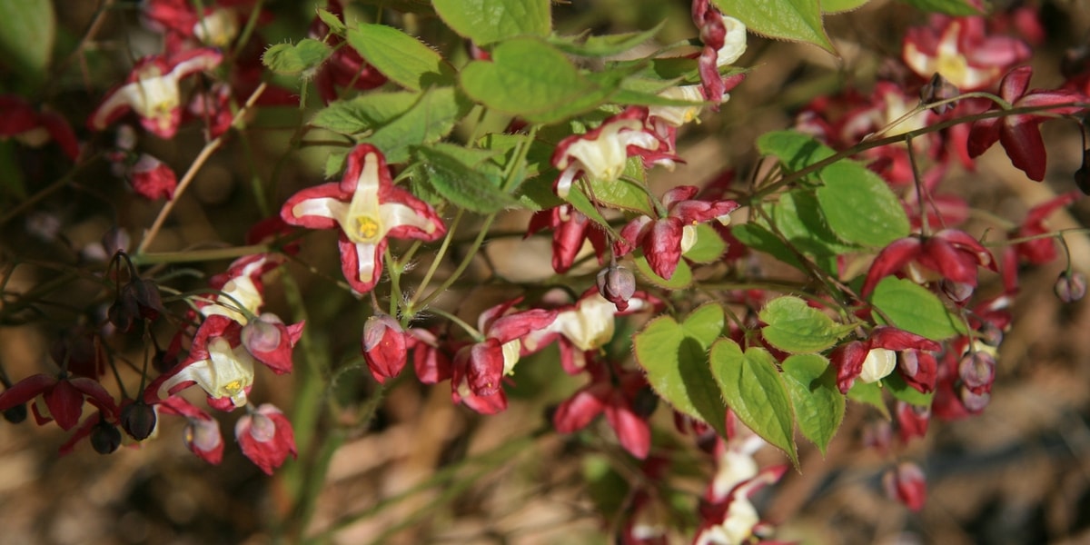 Azgın Teke Otunun (Keşişkülahı) Yan Etkileri