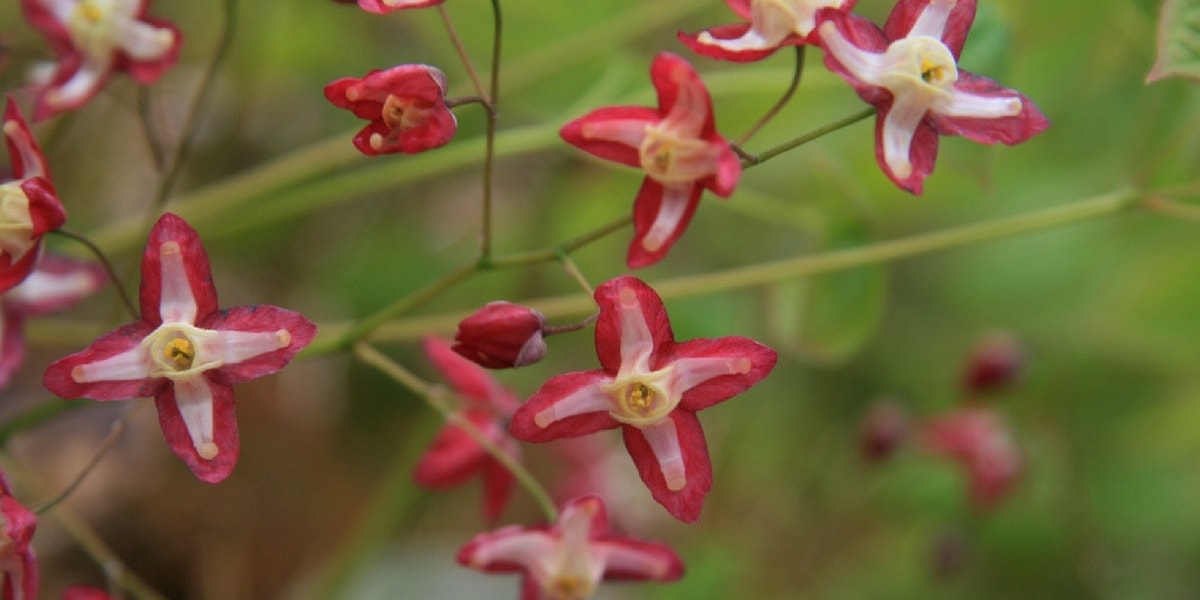 Azgın Teke Otunun (Keşişkülahı) Kullanım Alanları