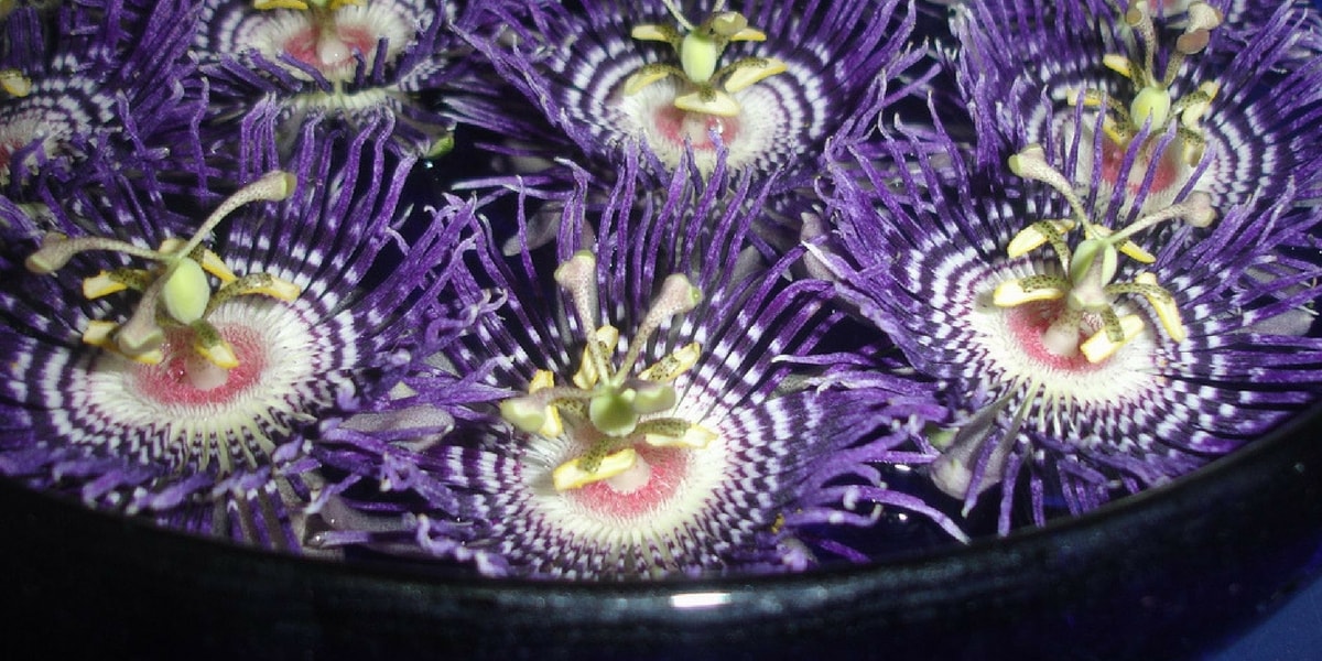 Çarkıfelek Otu Nasıl Kullanılır? Çarkıfelek Otu Nasıl Kullanılır?