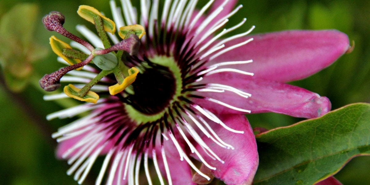 Çarkıfelek Otu Nedir? Çarkıfelek Otu Nedir?