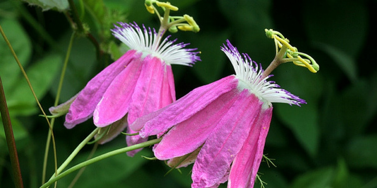 Çarkıfelek Otu Zayıflatır Mı? Çarkıfelek Otu Zayıflatır Mı?