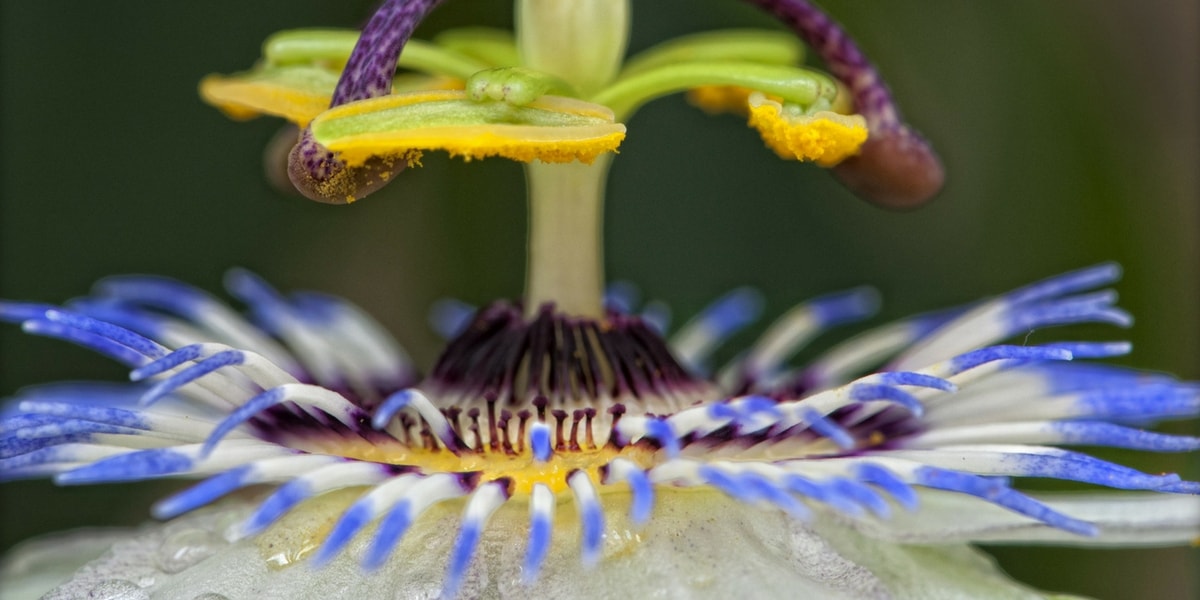 Çarkıfelek Otunun Faydaları Nelerdir? Çarkıfelek Otunun Faydaları Nelerdir?