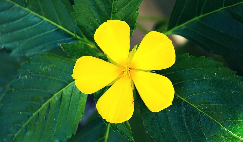 Damiana Otu Nedir? Nasıl Kullanılır? Faydaları ve Yan Etkileri Nelerdir?