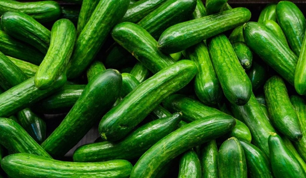 Salatalık Nedir? Çeşitleri, Özellikleri ve Faydaları Nelerdir?