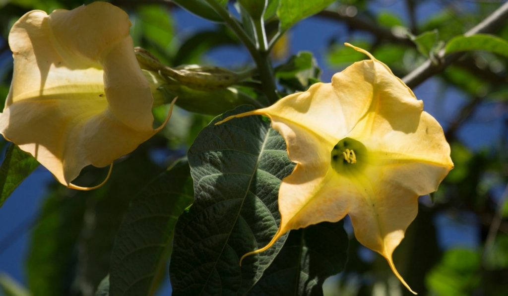 Boru Çiçeği (Datura Bitkisi) Nedir? Nasıl Kullanılır? Faydaları ve Yan Etkileri Nelerdir?