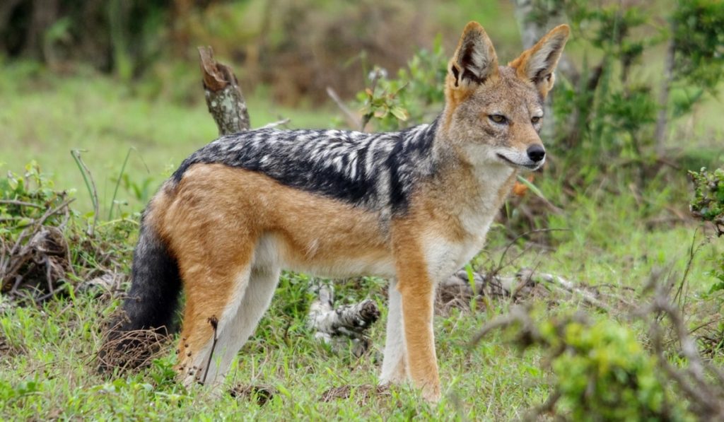 Çakallar Hakkında Bilgi; Çakal Nedir? Özellikleri Nelerdir?