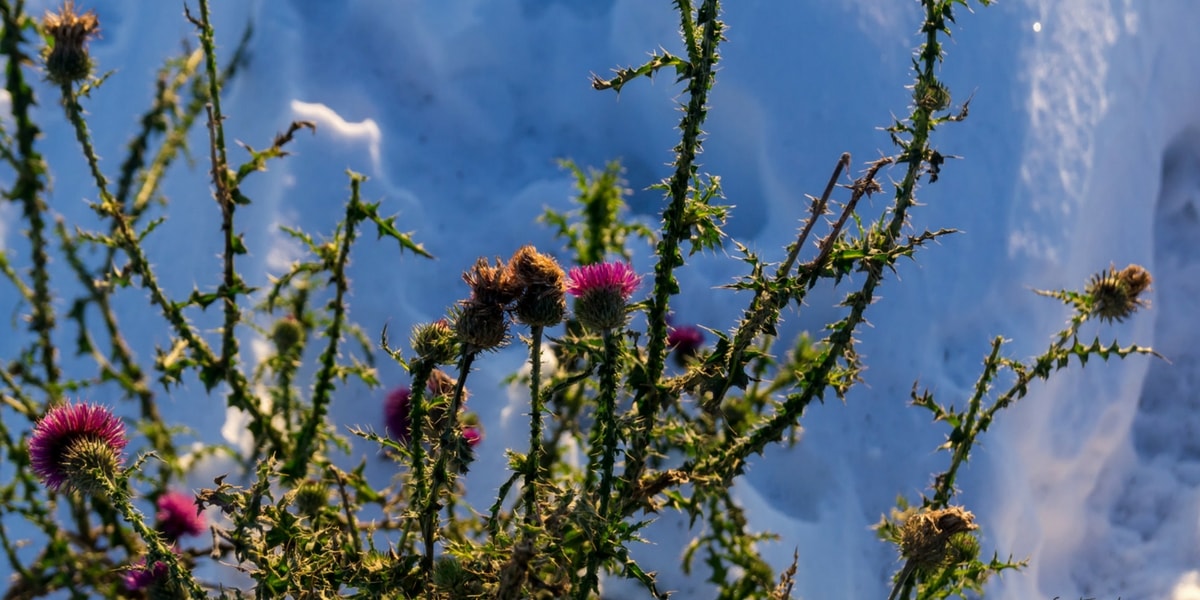 Deve Dikeni Bitkisinin Kullanım Alanları