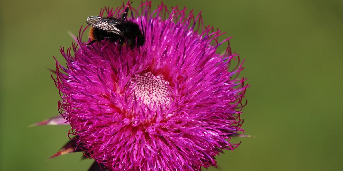 Deve Dikeni Nasıl Kullanılır?