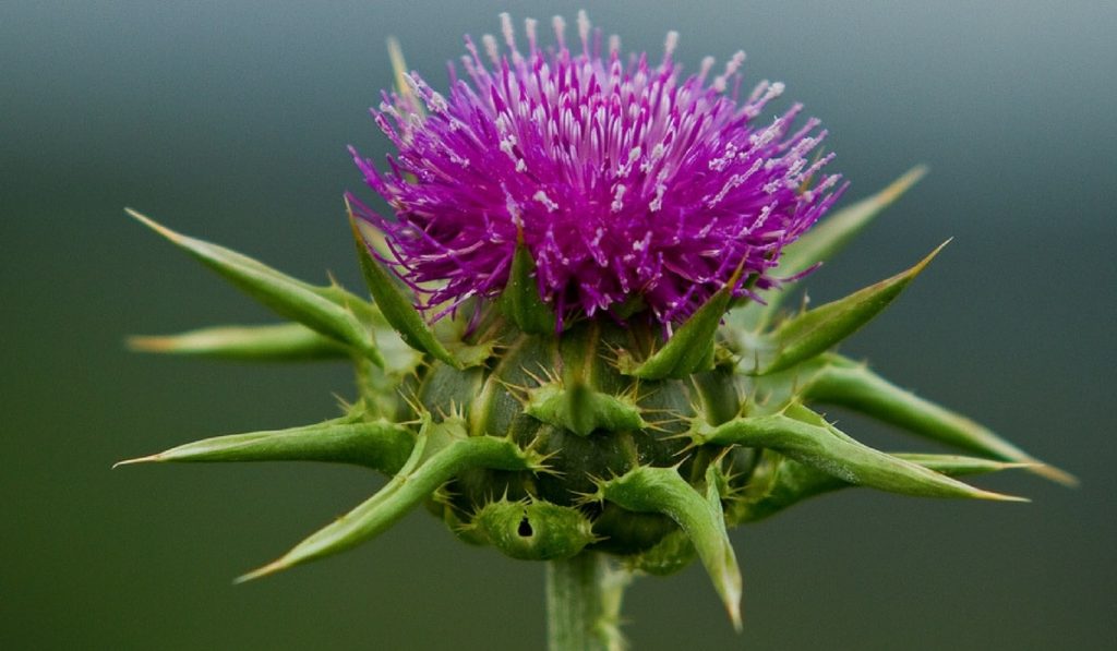 Deve Dikeni Nedir? Nasıl Kullanılır? Faydaları ve Yan Etkileri Nelerdir?