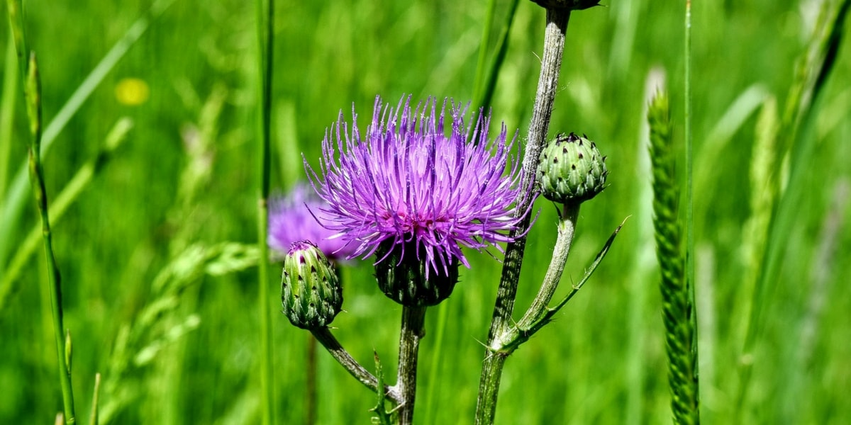Deve Dikeni Zayıflatır Mı?