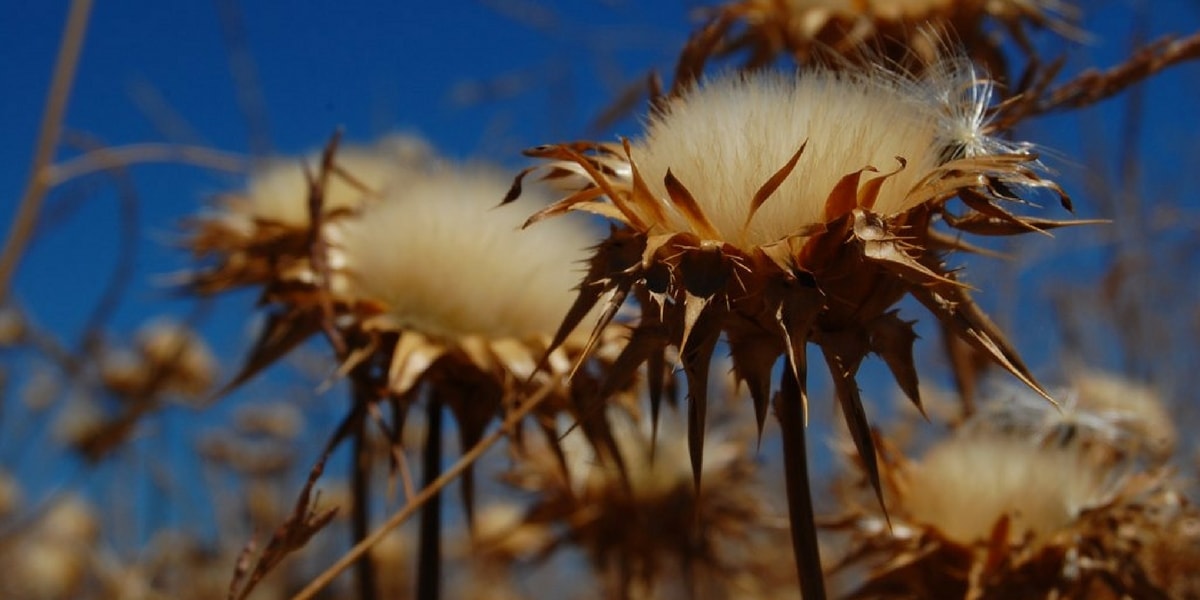 Deve Dikeninin Faydaları Nelerdir?