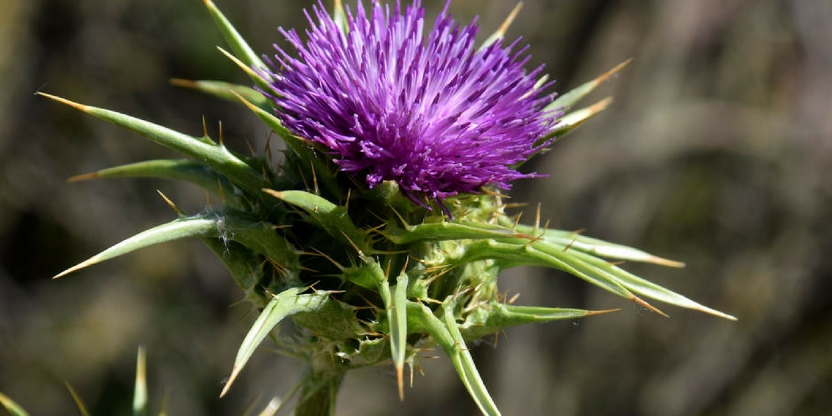 Deve Dikeninin Yan Etkileri Nelerdir?