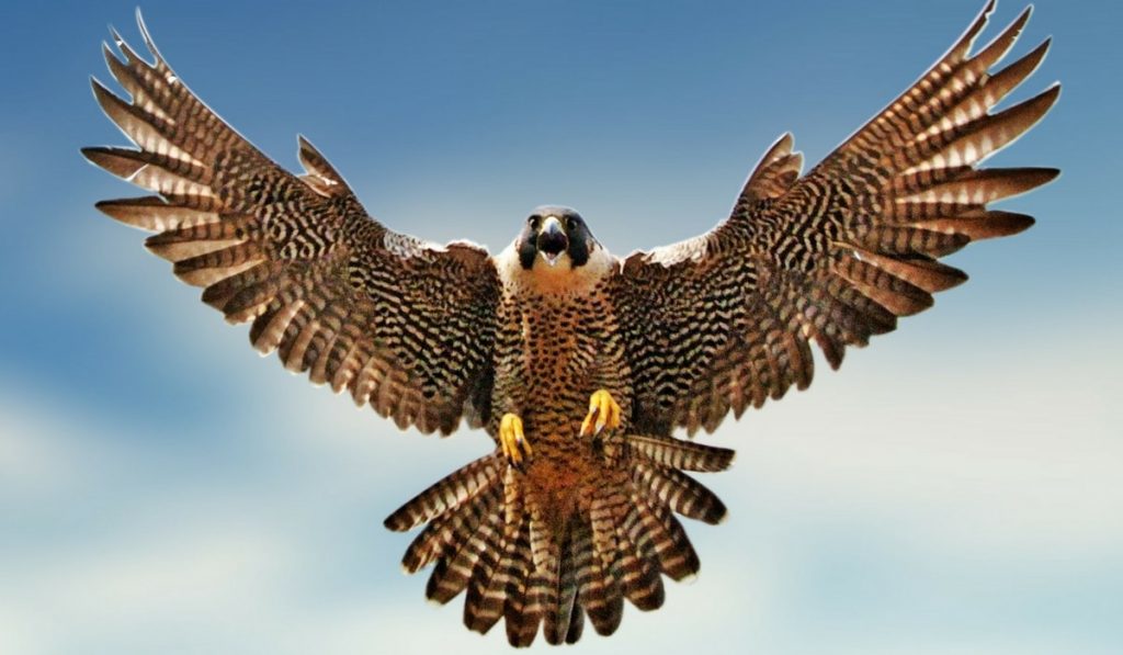 Doğan Kuşları Hakkında Bilgi; Doğan Kuşu Nedir? Özellikleri Nelerdir?