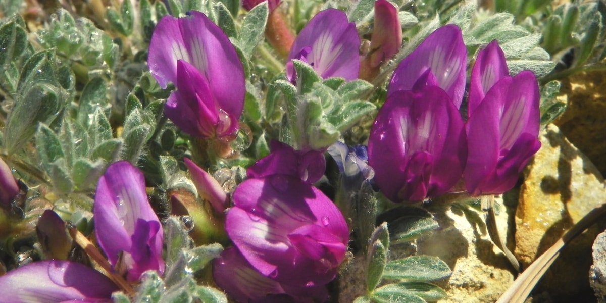 Geven Otu Kimler Tarafından Tüketilmemelidir?