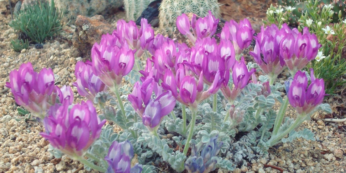 Geven Otunun Nasıl Yetiştirilir?