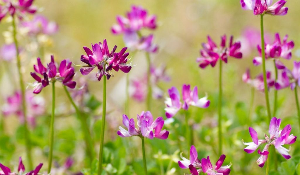 Geven Otu Nedir? Nasıl Kullanılır? Faydaları ve Yan Etkileri Nelerdir?