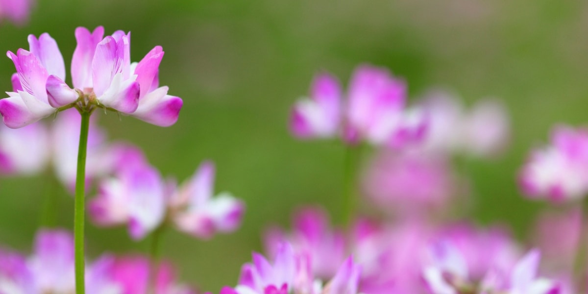 Geven Otunun Faydaları Nelerdir?
