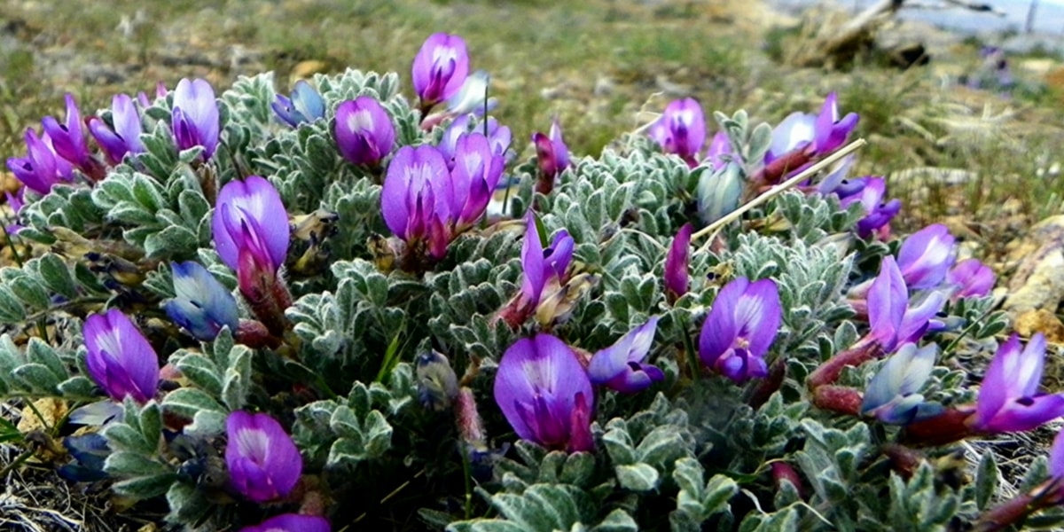 Geven Otunun Yan Etkileri Nelerdir?