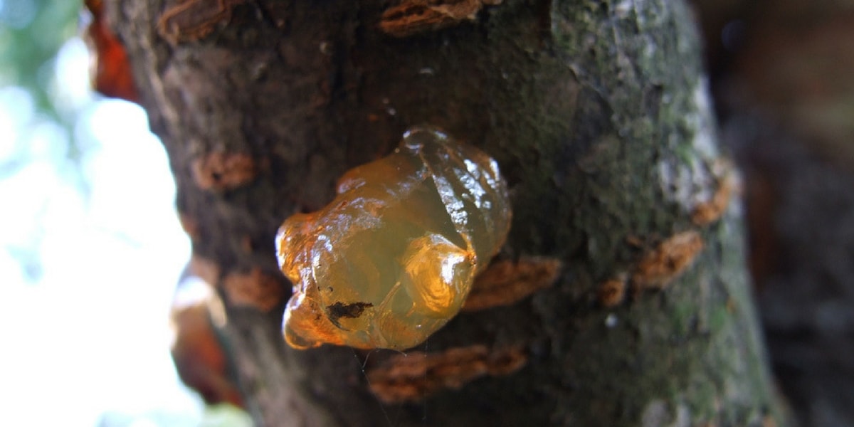 Reçine Ağaçlar İçin Ne İşe Yarar?