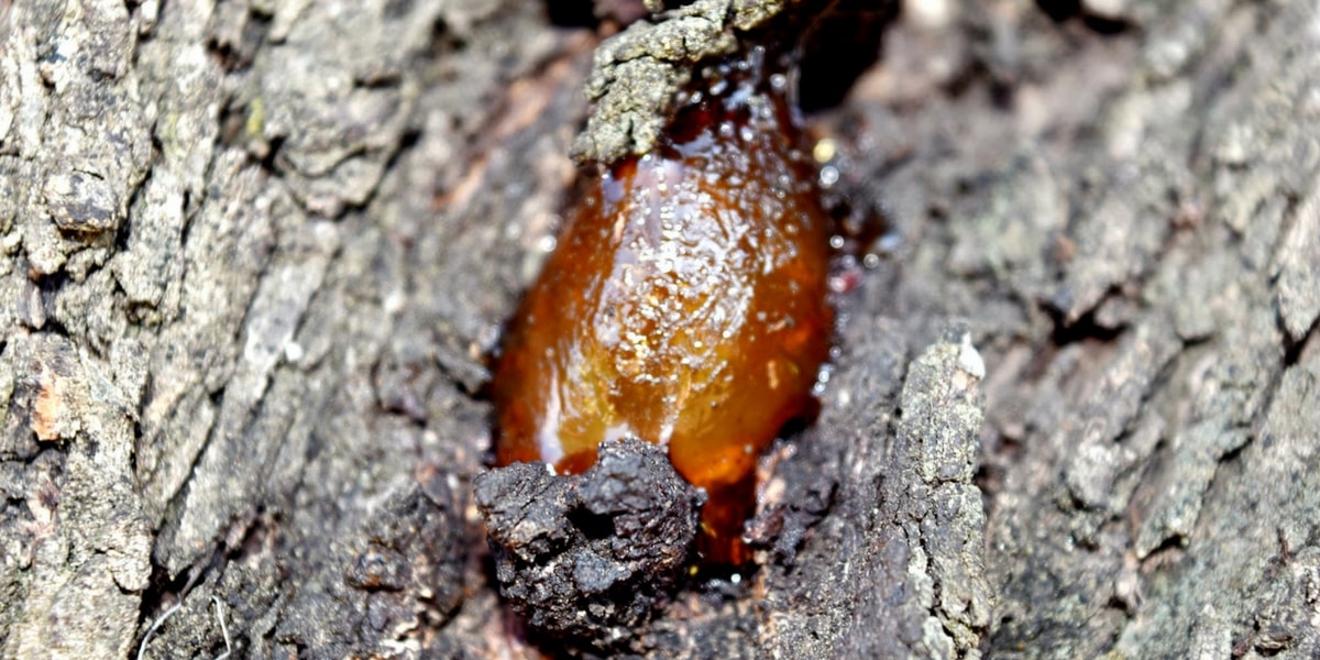 Reçine Çeşitleri Nelerdir?
