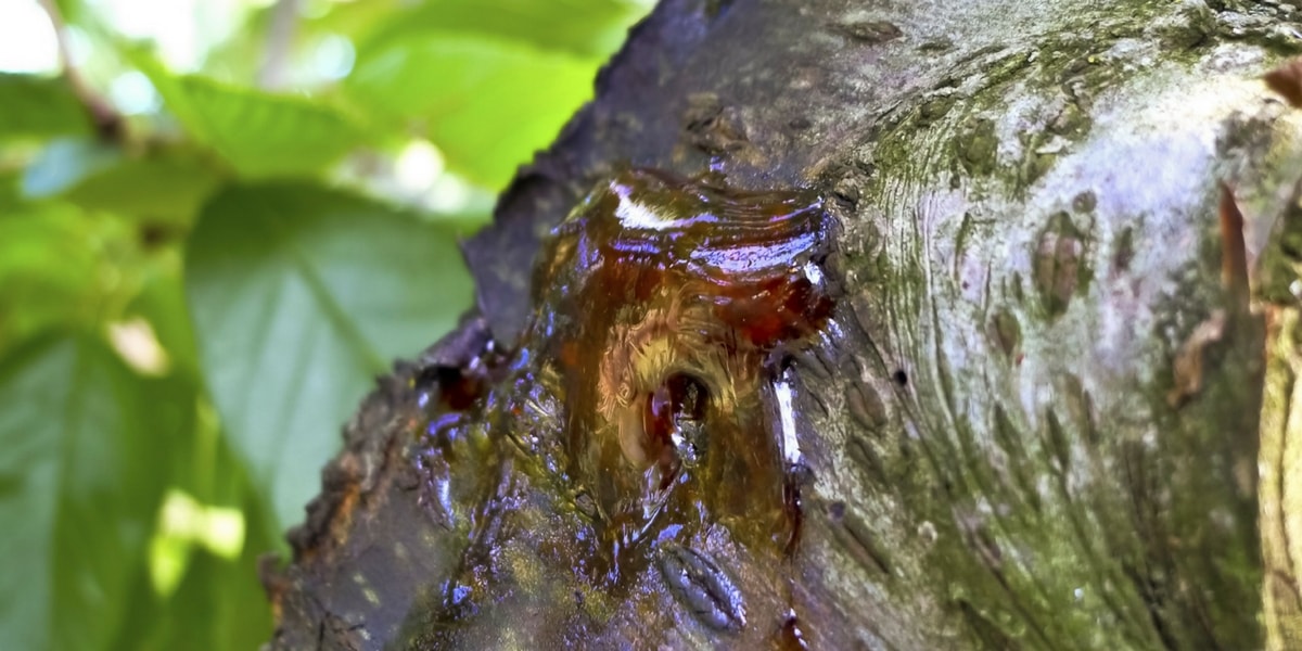 Reçinenin Faydaları Nelerdir?