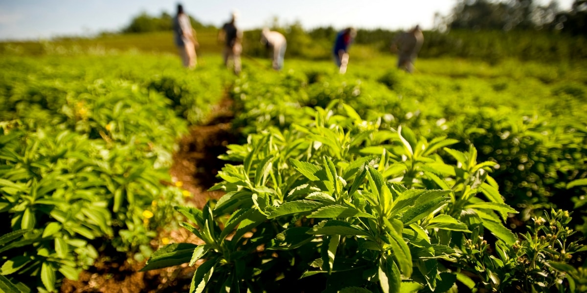Şeker Otu (Stevia) Nasıl Üretilir? Şeker Otu (Stevia) Nasıl Üretilir?