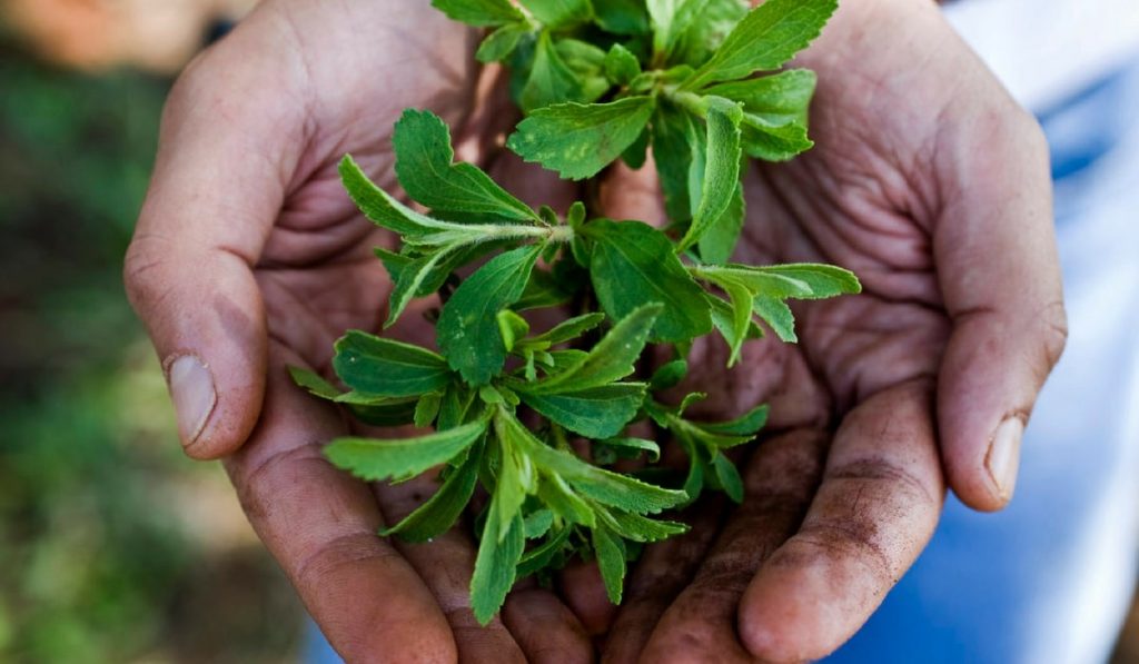 Şeker Otu (Stevia) Nedir? Nasıl Kullanılır? Faydaları ve Yan Etkileri Nelerdir?