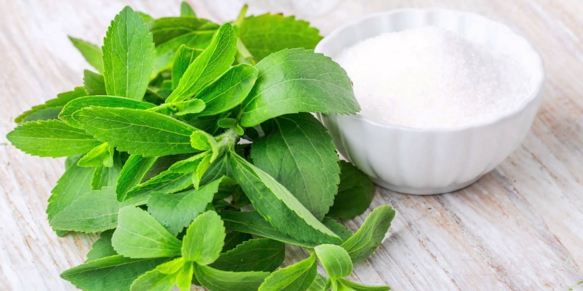 Şeker Otunun (Stevia) Faydaları Nelerdir? Şeker Otunun (Stevia) Faydaları Nelerdir?