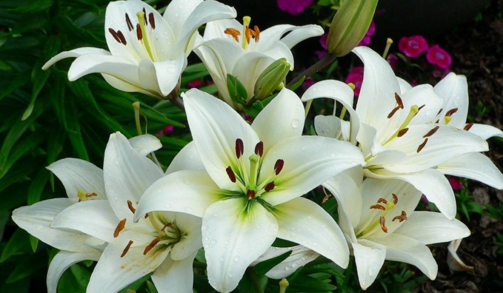 Zambak Nedir? Çeşitleri ve Özellikleri Nelerdir?