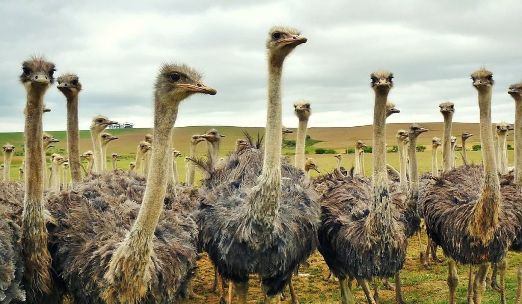 Devekuşları Hakkında Bilgi; Devekuşu Nedir? Özellikleri Nelerdir?