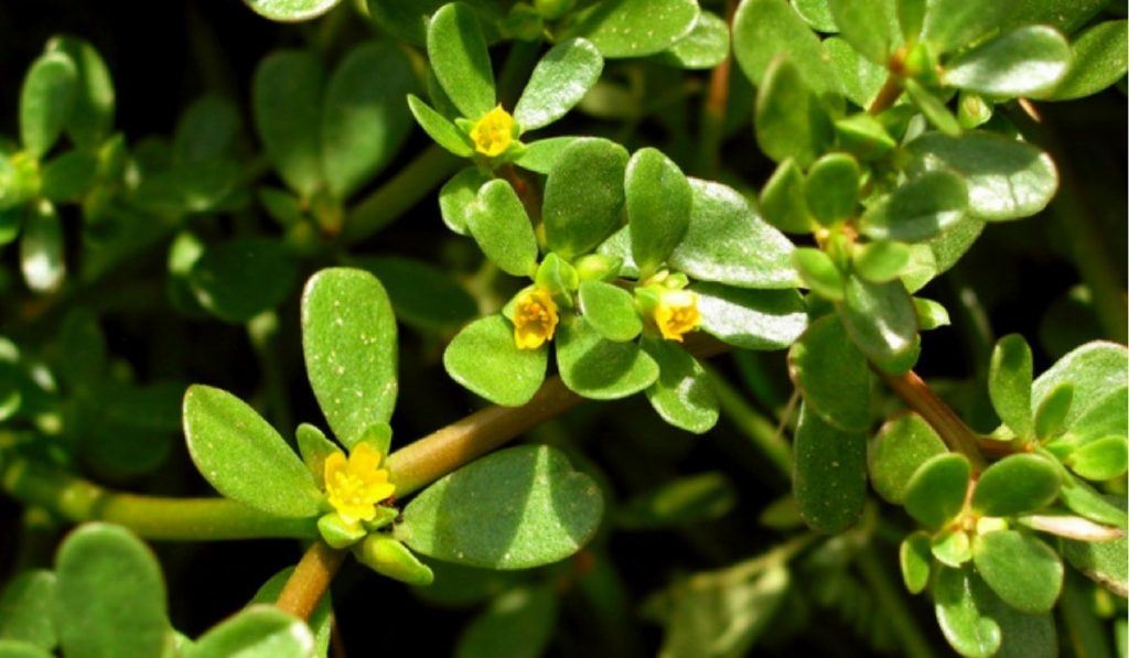 Semizotu Nedir? Nasıl Kullanılır? Faydaları ve Yan Etkileri Nelerdir?