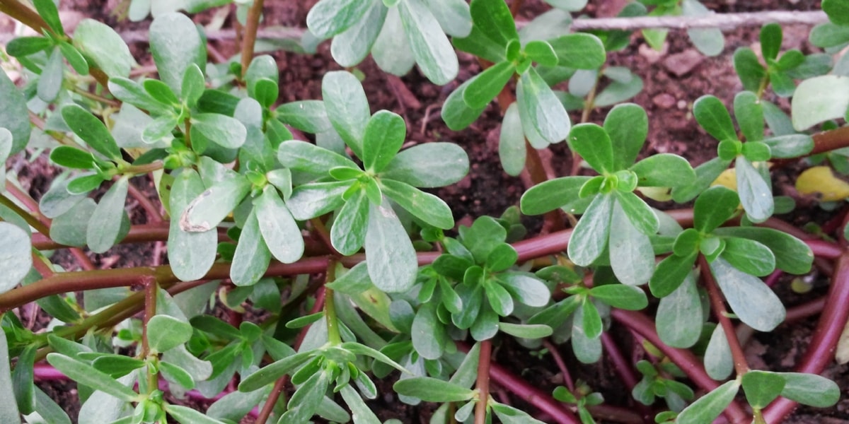 Semizotu Nerede Yetişmektedir?