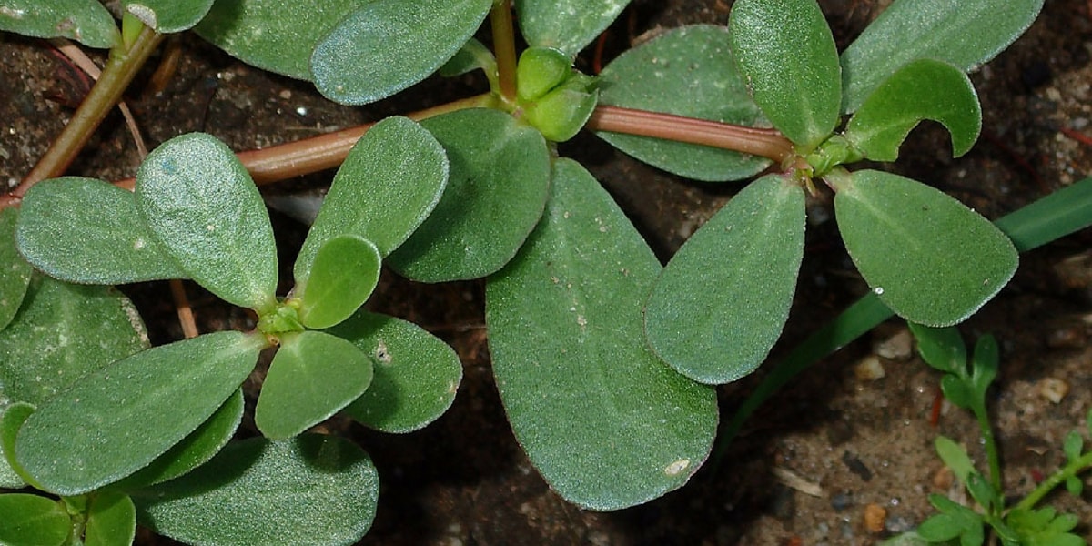 Semizotunun Faydaları Nelerdir?