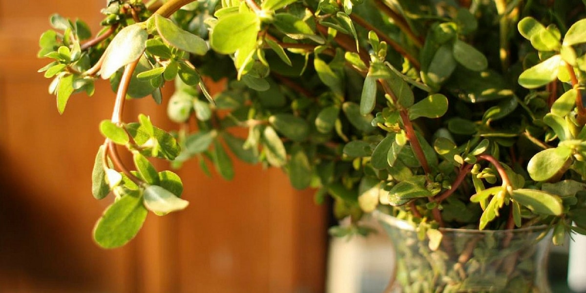 Semizotunun Yan Etkileri Nelerdir?