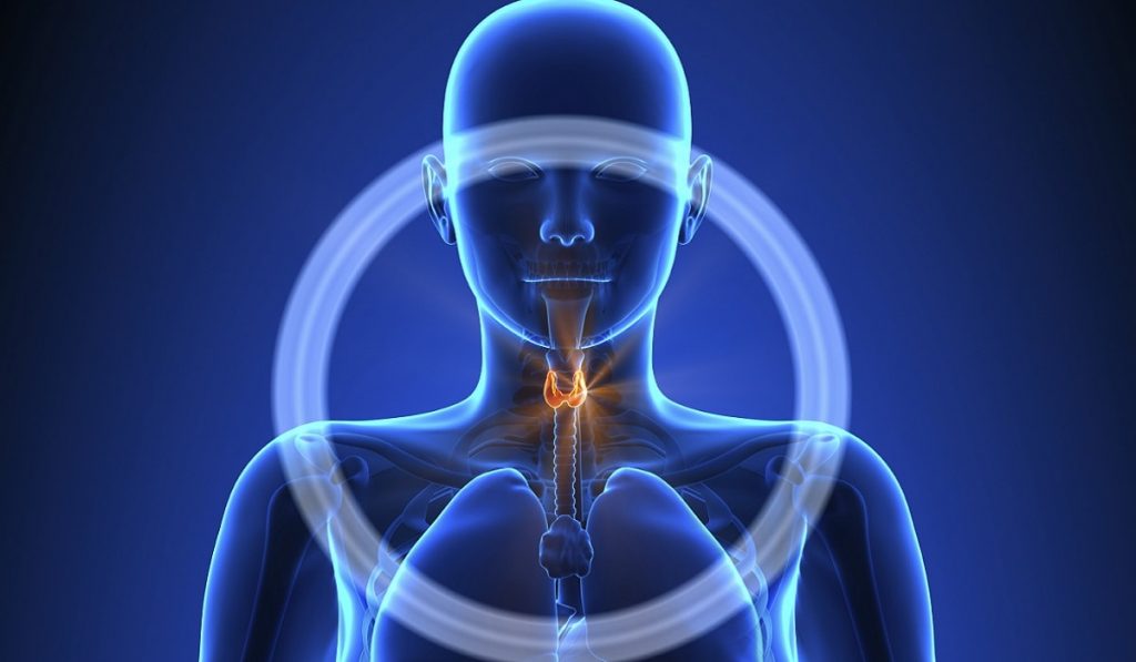 Hipotiroidi Nedir? Nedenleri, Belirtileri, Korunma Yolları ve Tedavisi