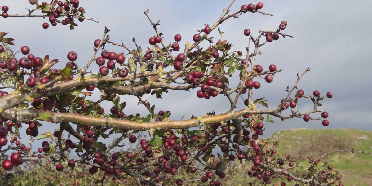Alıç Çeşitleri Nelerdir?