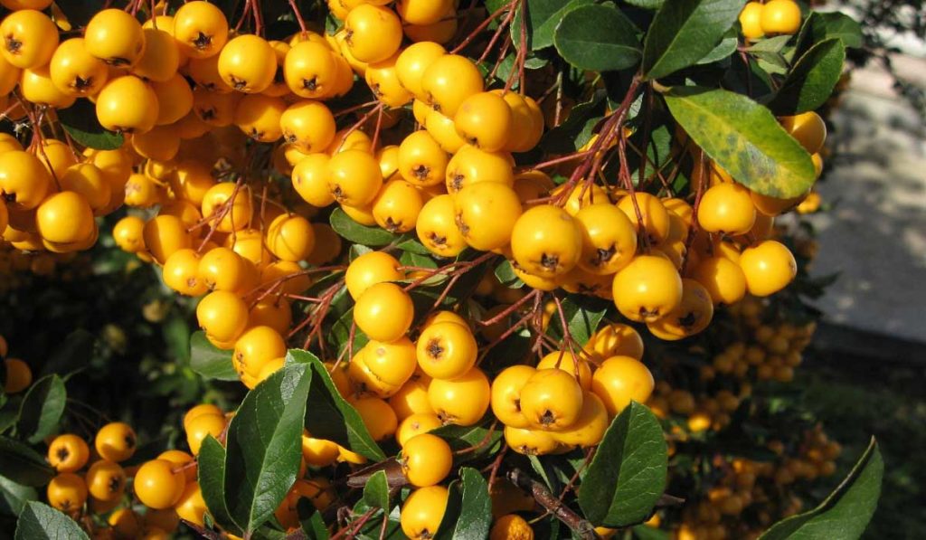 Alıç Nedir? Çeşitleri, Özellikleri ve Faydaları Nelerdir?