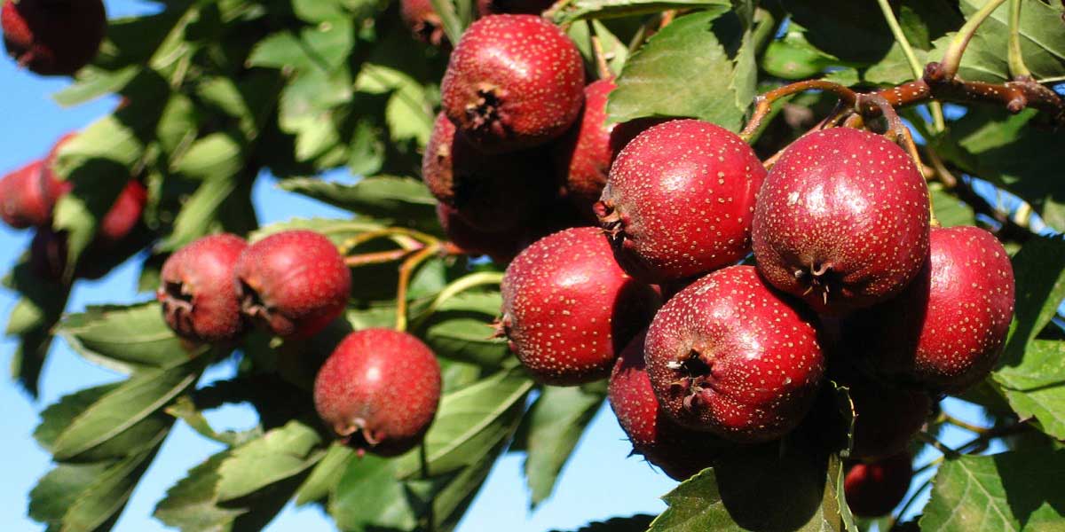 Alıcın Faydaları Nelerdir?