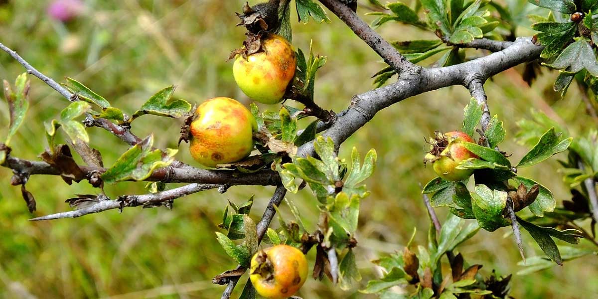 Alıcın Özellikleri Nelerdir?