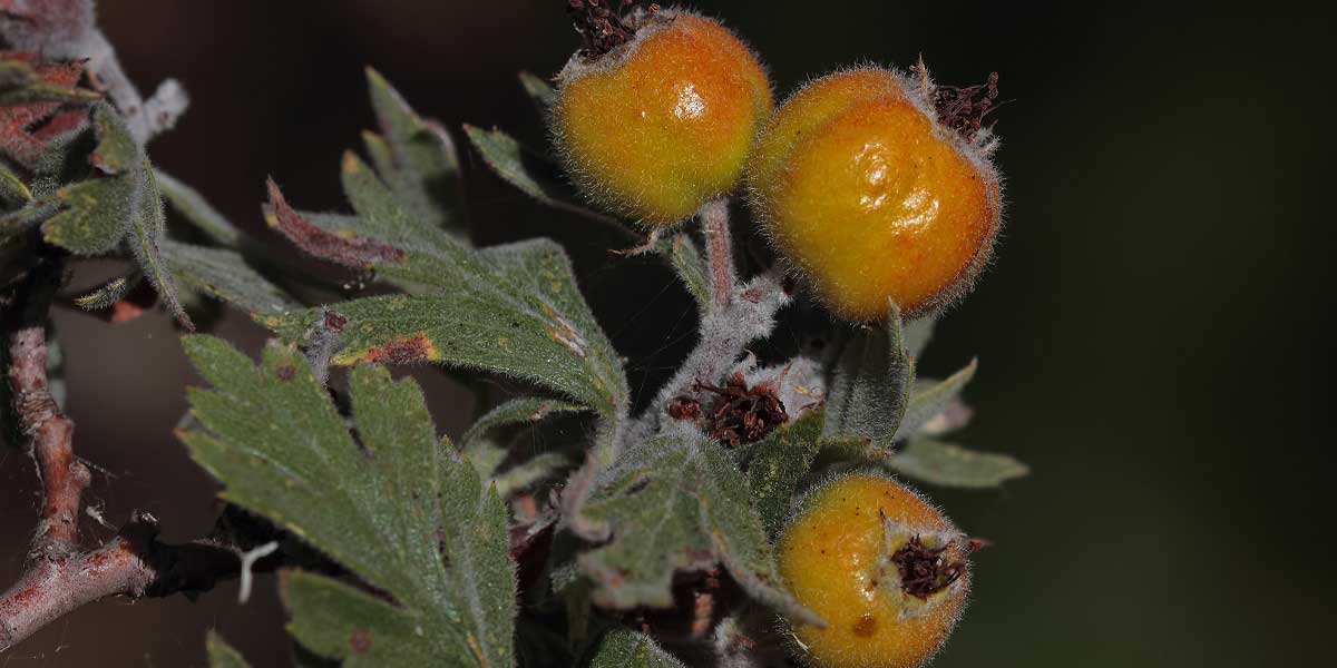 Alıcın Zararları Nelerdir?