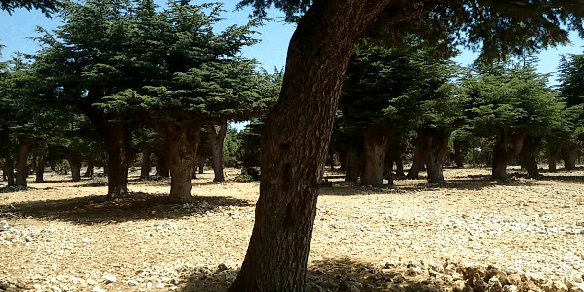 Katranın Çeşitleri Nelerdir?