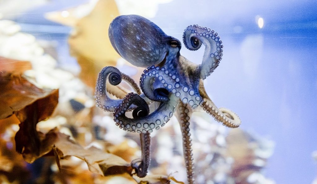 Ahtapotlar Hakkında Bilgi; Ahtapot Nedir? Özellikleri Nelerdir?