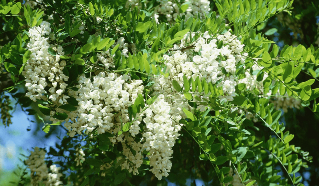 Akasya Nedir? Çeşitleri ve Özellikleri Nelerdir?
