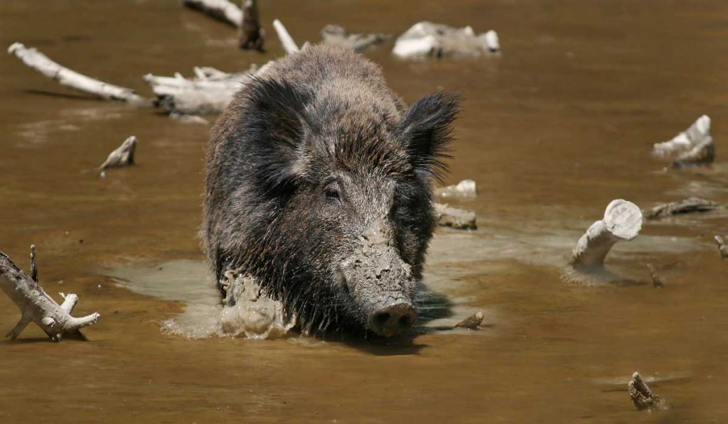 Domuzlar Hakkında Bilgi; Domuz Nedir? Özellikleri Nelerdir?
