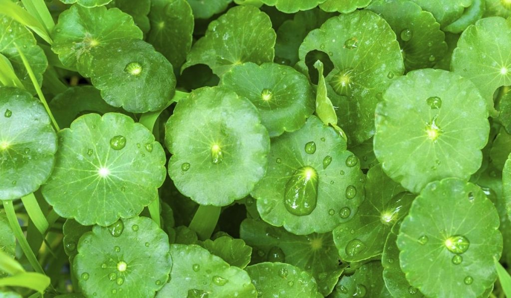 Gotu Kola Nedir? Nasıl Kullanılır? Faydaları ve Yan Etkileri Nelerdir?