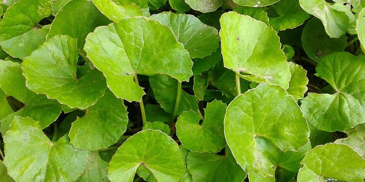 Gotu Kola Nedir?