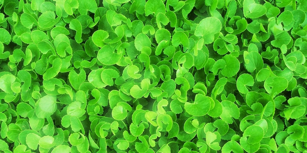 Gotu Kolanın Faydaları Nelerdir?