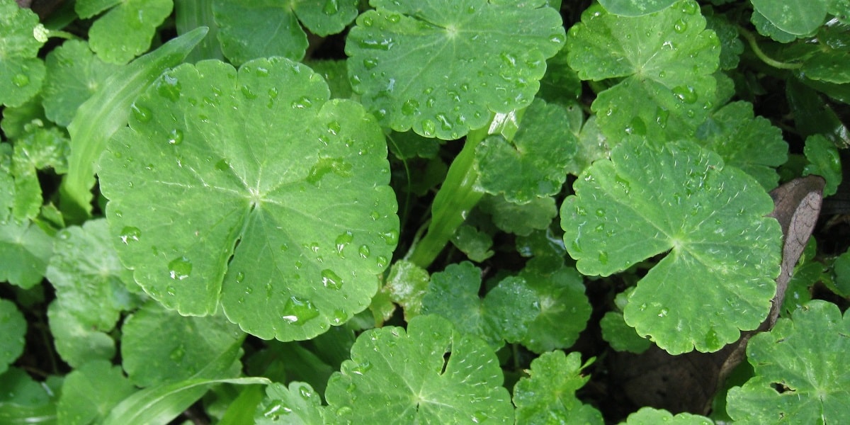 Gotu Kolanın Yan Etkileri Nelerdir?